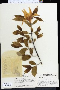 Strophanthus courmontii image