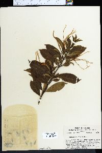 Strophanthus divaricatus image