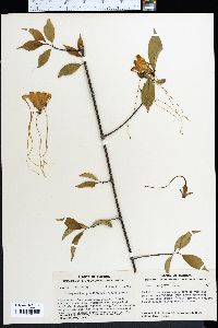Strophanthus petersianus image