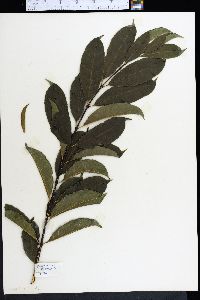 Strophanthus hispidus image