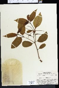 Strophanthus amboensis image