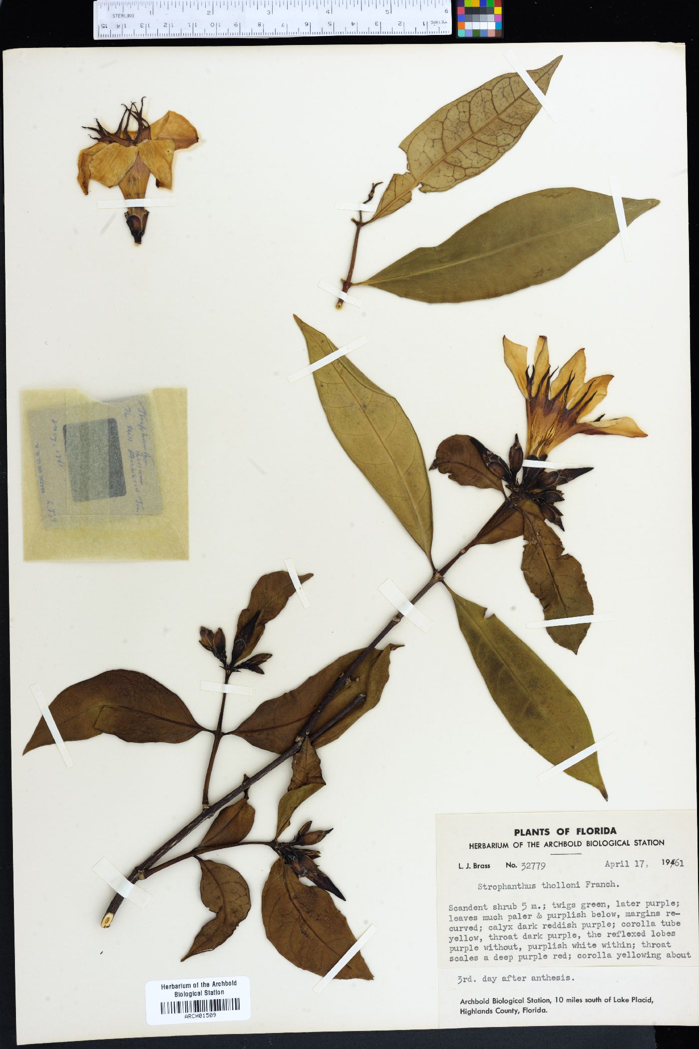 Strophanthus thollonii image