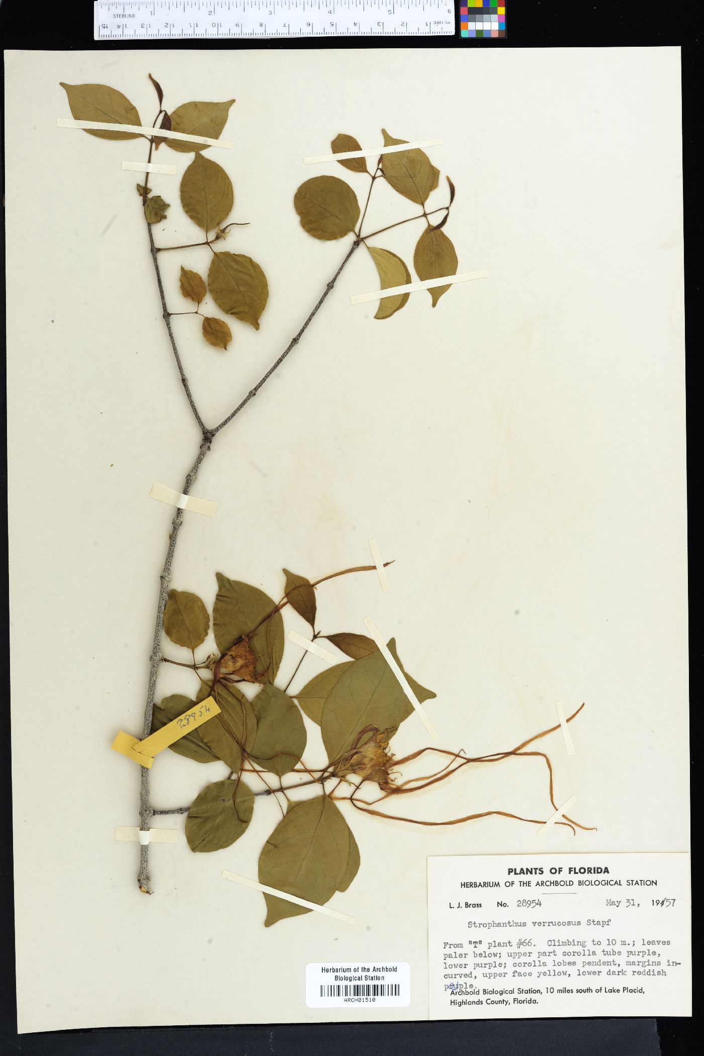 Strophanthus petersianus image