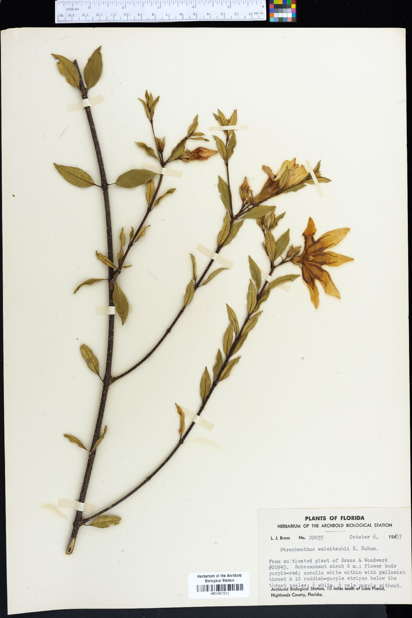 Strophanthus welwitschii image