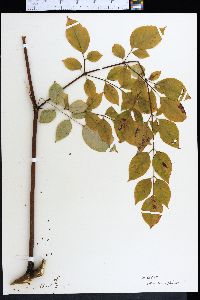 Aralia spinosa image