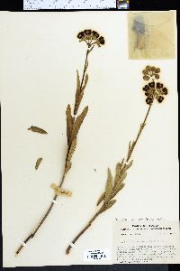 Asclepias connivens image