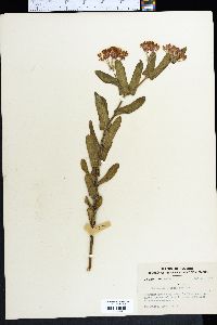 Asclepias tuberosa subsp. rolfsii image