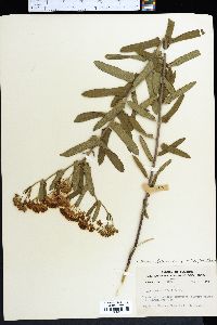 Asclepias tuberosa subsp. rolfsii image