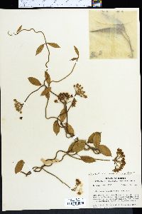 Funastrum clausum image