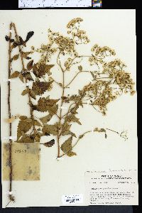 Ageratina jucunda image