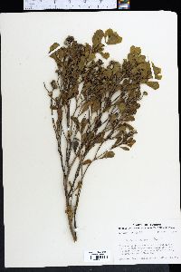 Baccharis dioica image