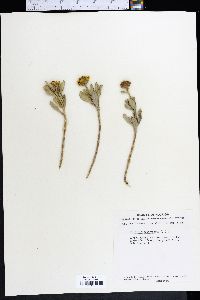 Borrichia arborescens image