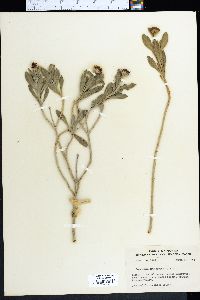 Borrichia frutescens image