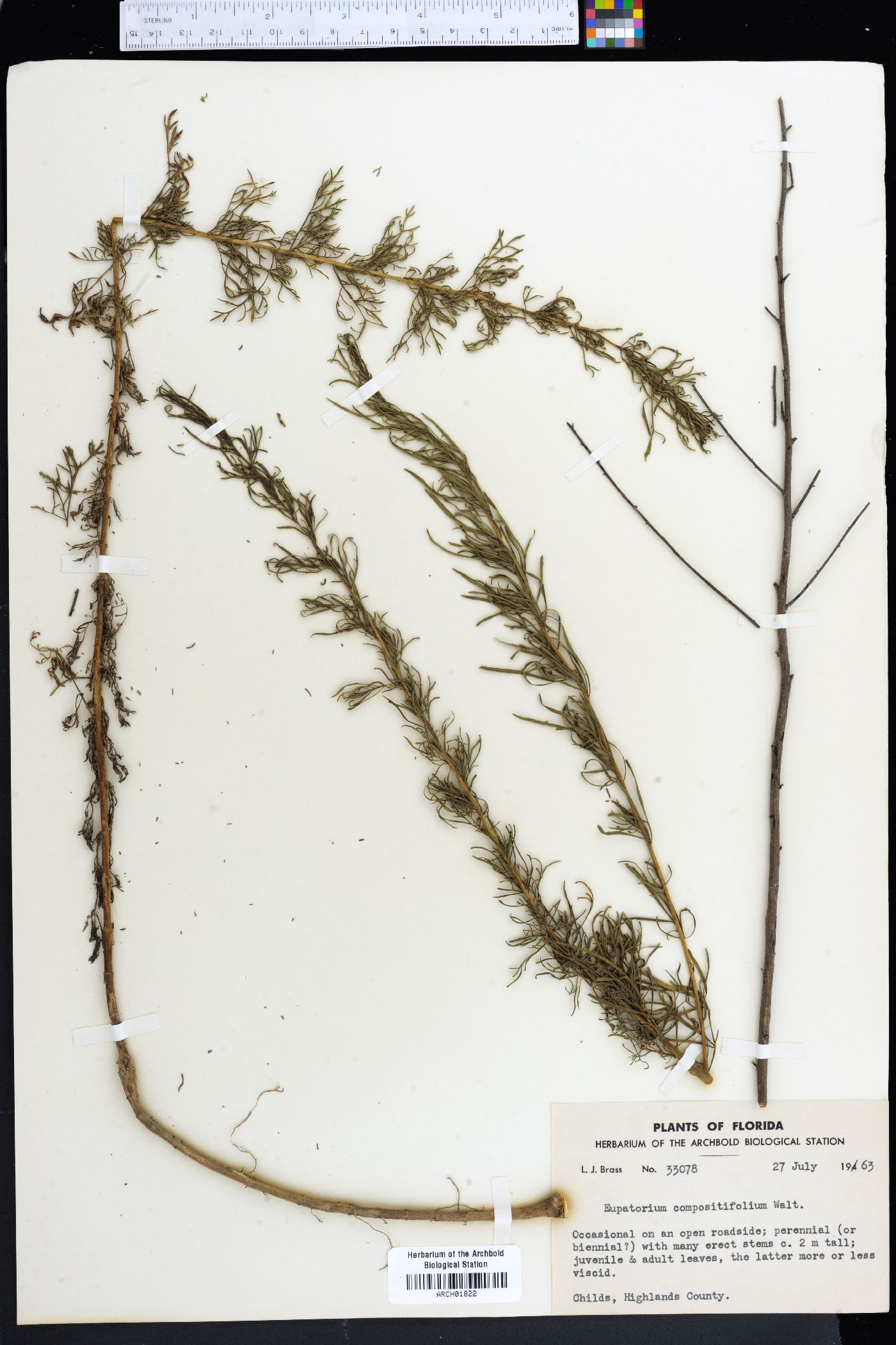 Eupatorium compositifolium image