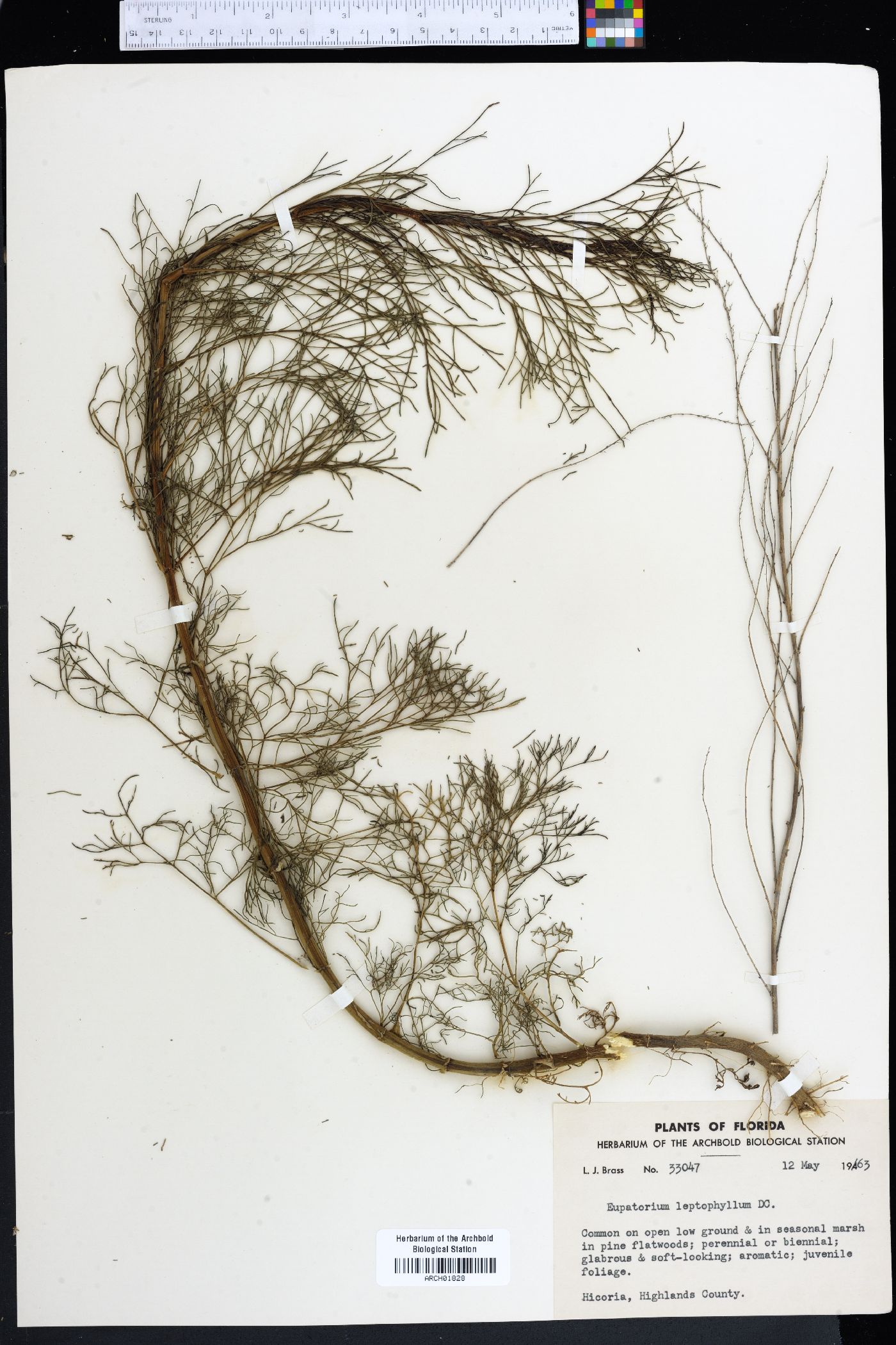 Eupatorium leptophyllum image