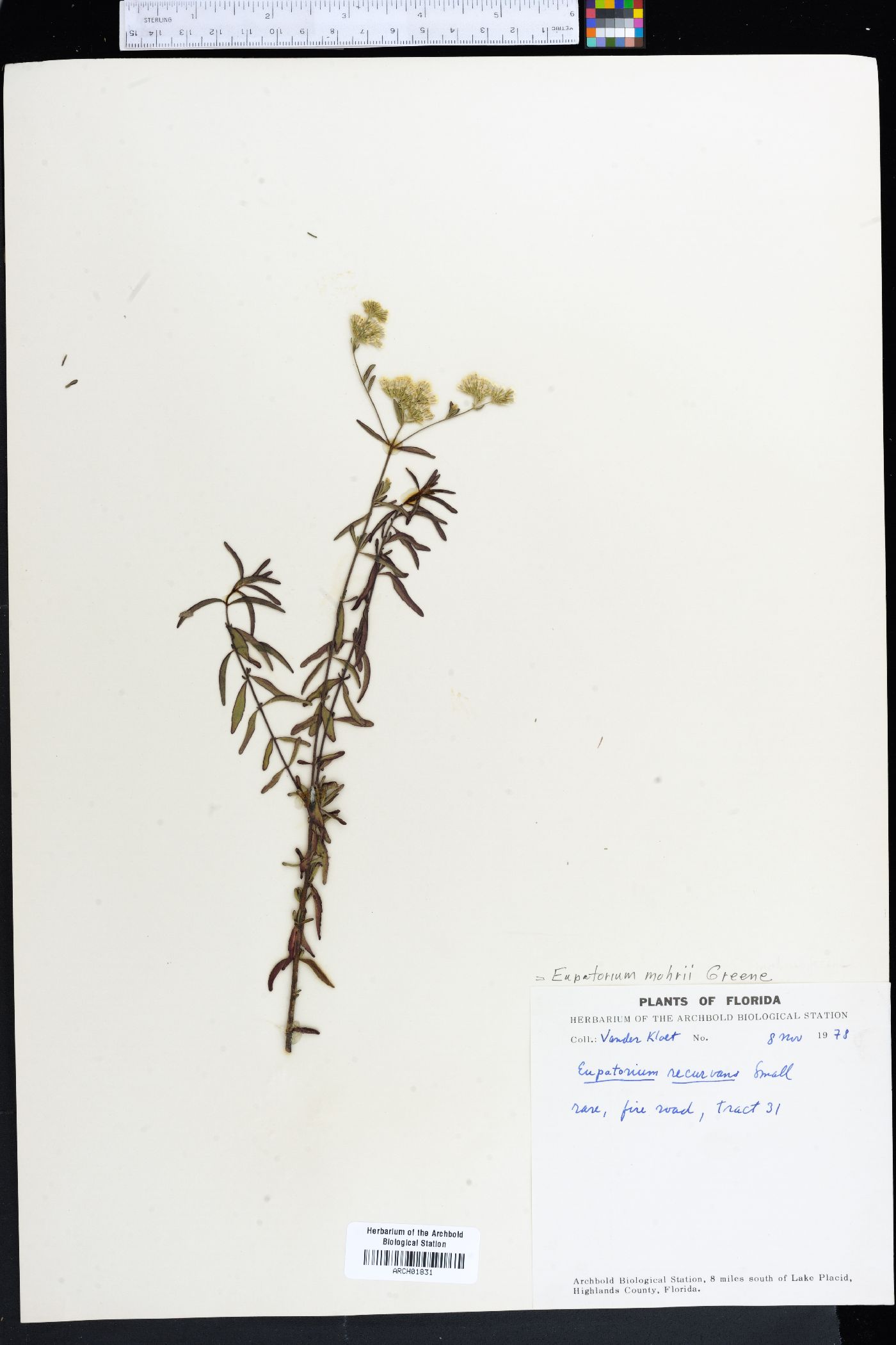Eupatorium mohrii image