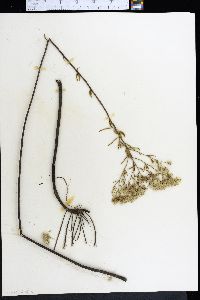 Eupatorium x pinnatifidum image