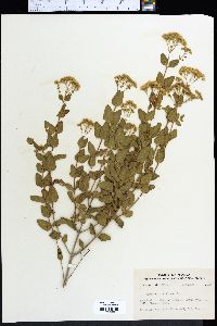 Eupatorium villosum image