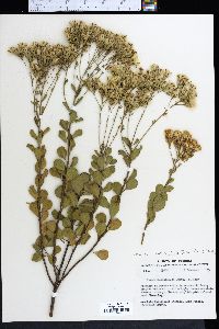 Garberia heterophylla image