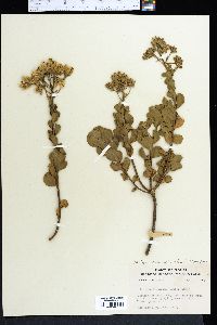 Garberia heterophylla image