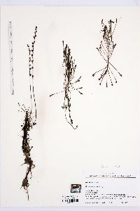 Drosera intermedia image