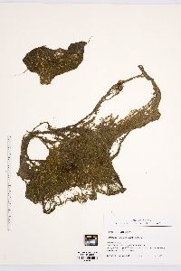 Utricularia olivacea image