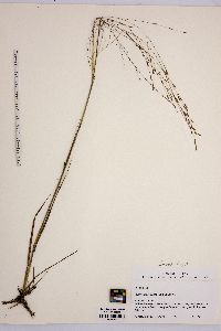 Eragrostis refracta image