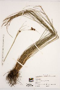 Rhynchospora fascicularis image