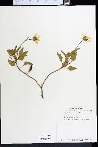 Helianthus debilis image