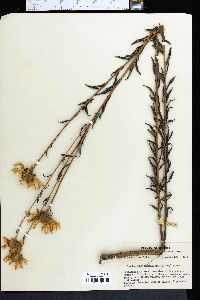 Phoebanthus grandiflorus image