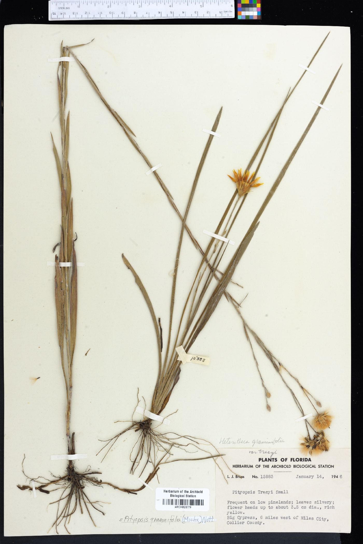 Pityopsis graminifolia image