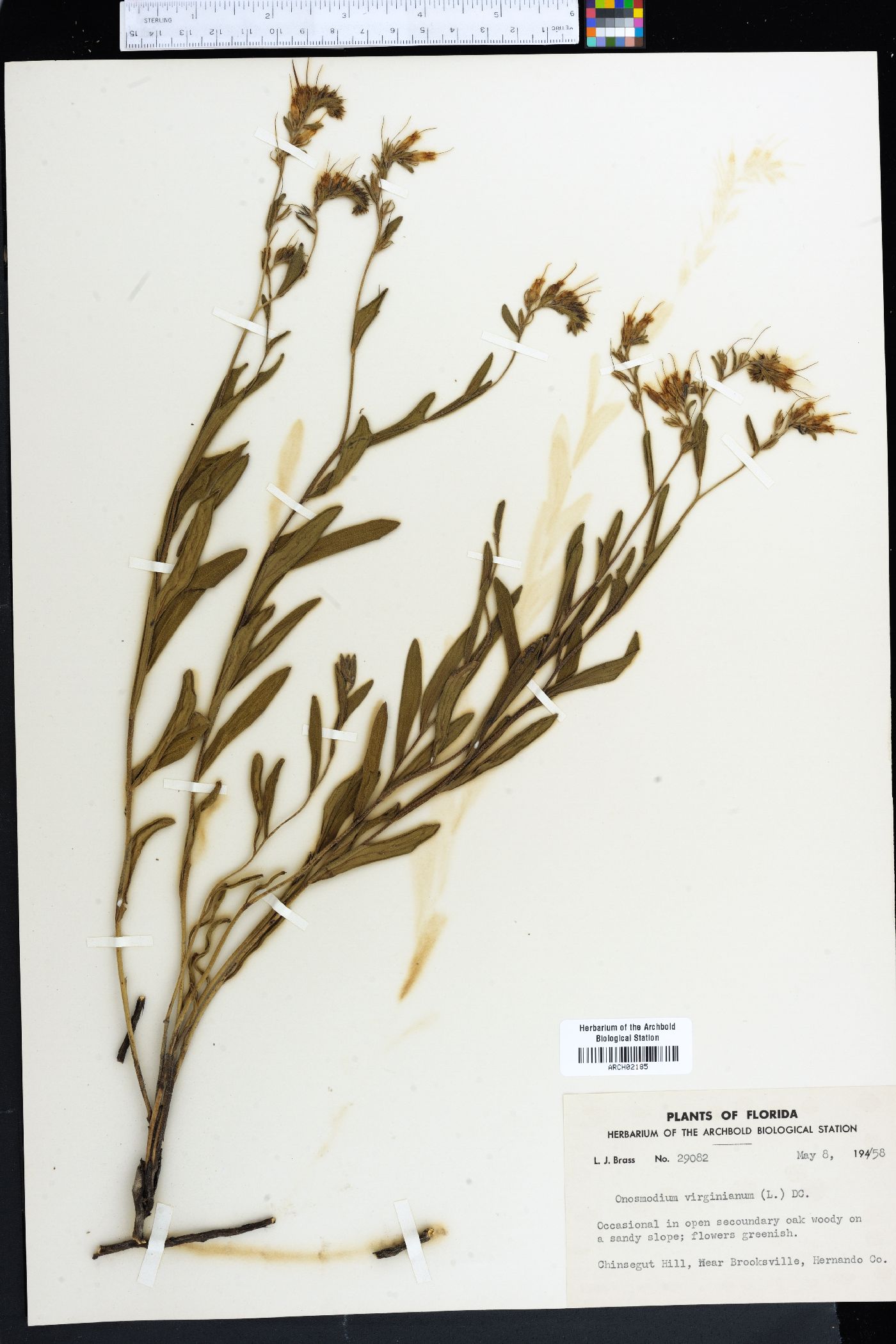 Onosmodium virginianum image