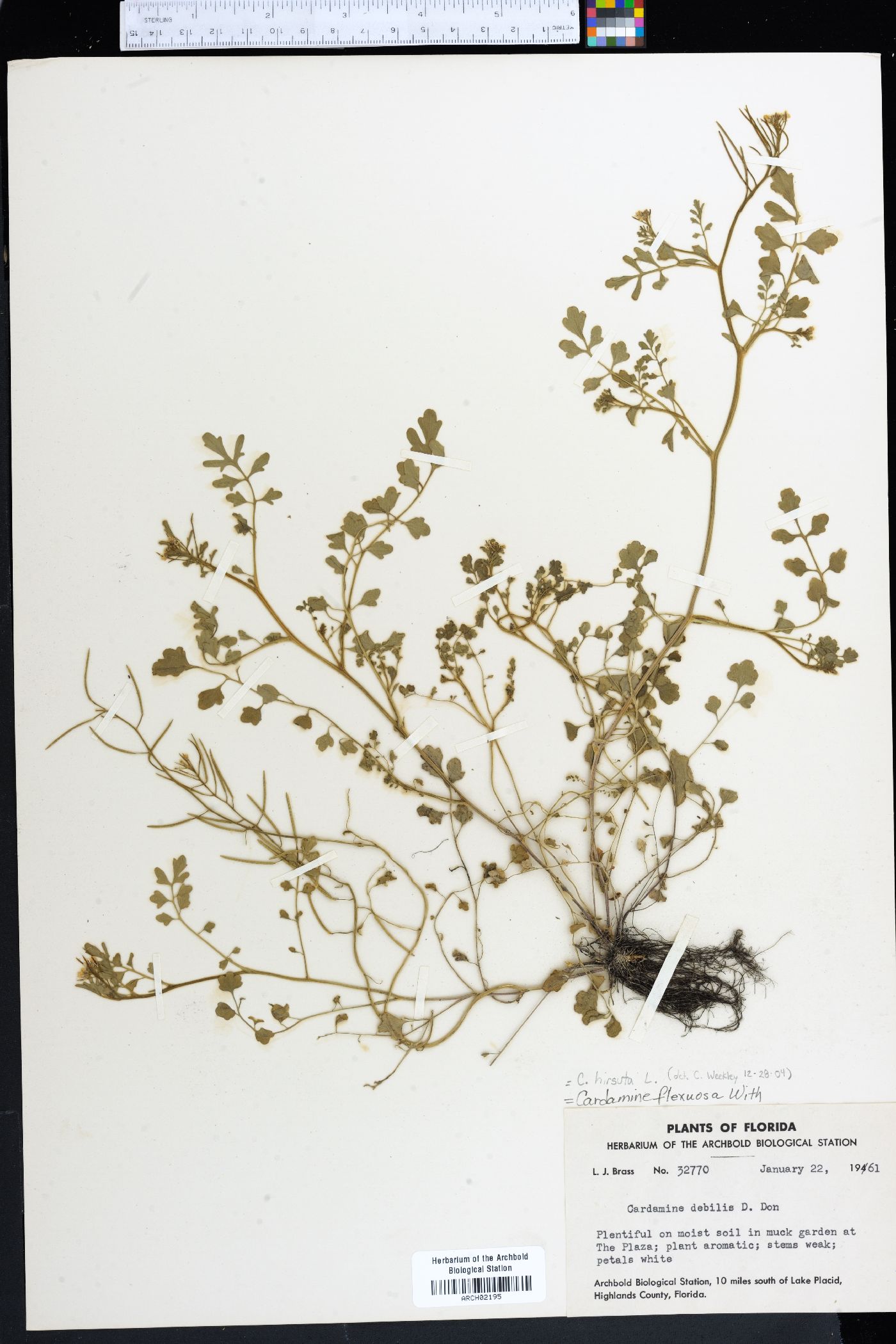 Cardamine flexuosa image