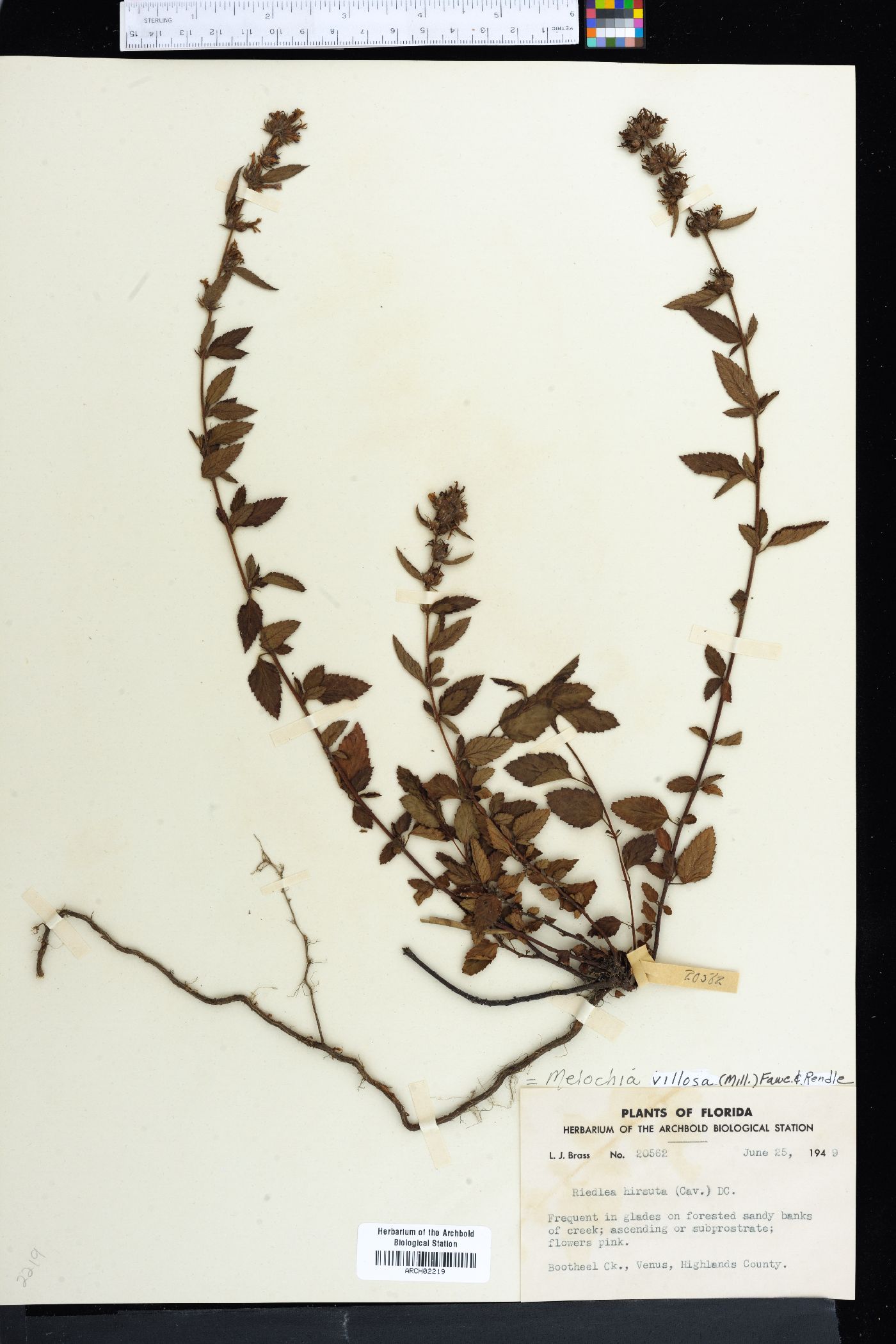 Melochia villosa image