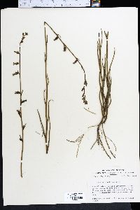 Lobelia glandulosa image