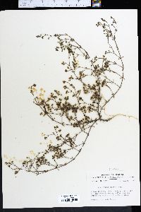 Paronychia patula image