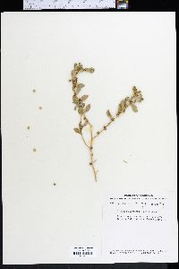 Atriplex pentandra image