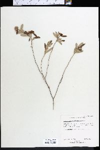 Helianthemum corymbosum image