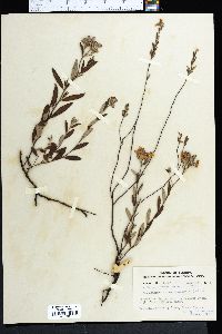 Helianthemum corymbosum image