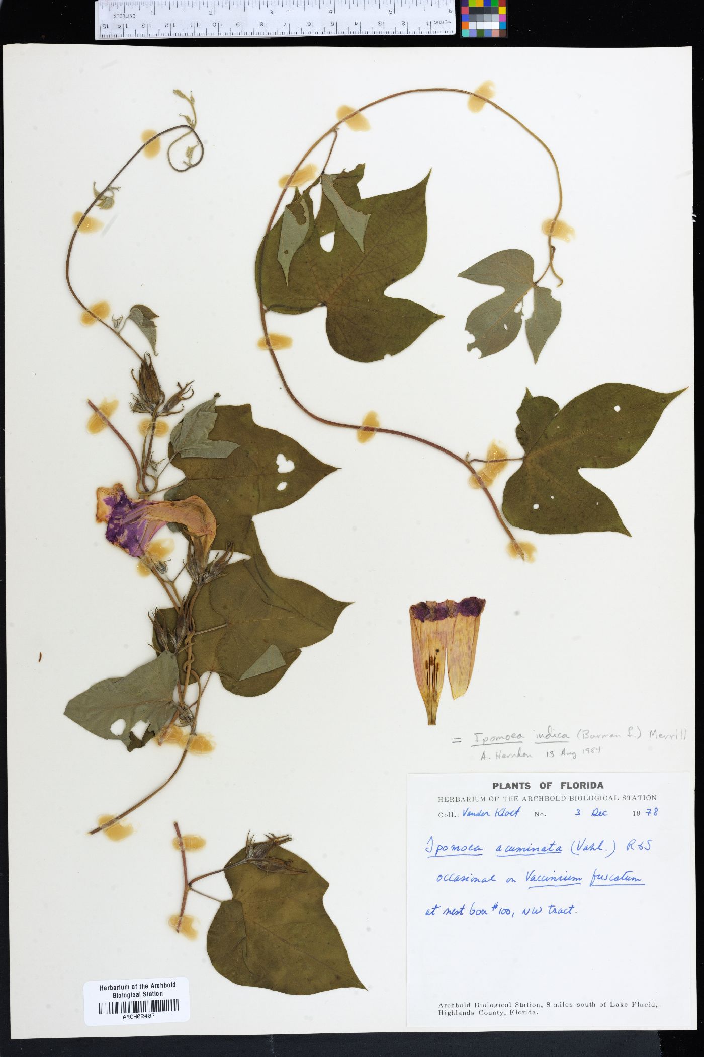 Ipomoea indica image