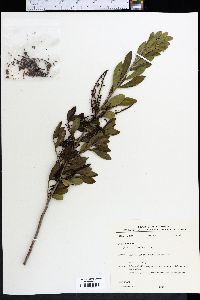 Cyrilla racemiflora image