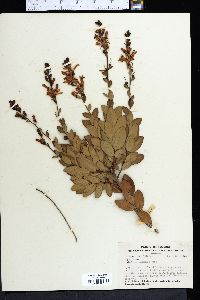 Bejaria racemosa image