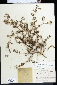 Chamaesyce mesembrianthemifolia image