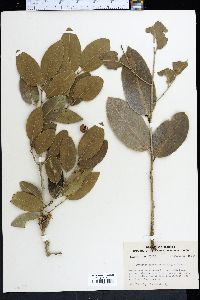 Drypetes diversifolia image