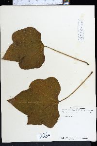 Jatropha curcas image