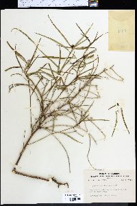 Poinsettia pinetorum image