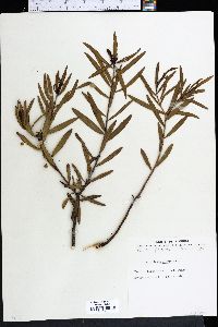 Stillingia sylvatica image