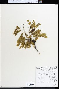 Caesalpinia pauciflora image