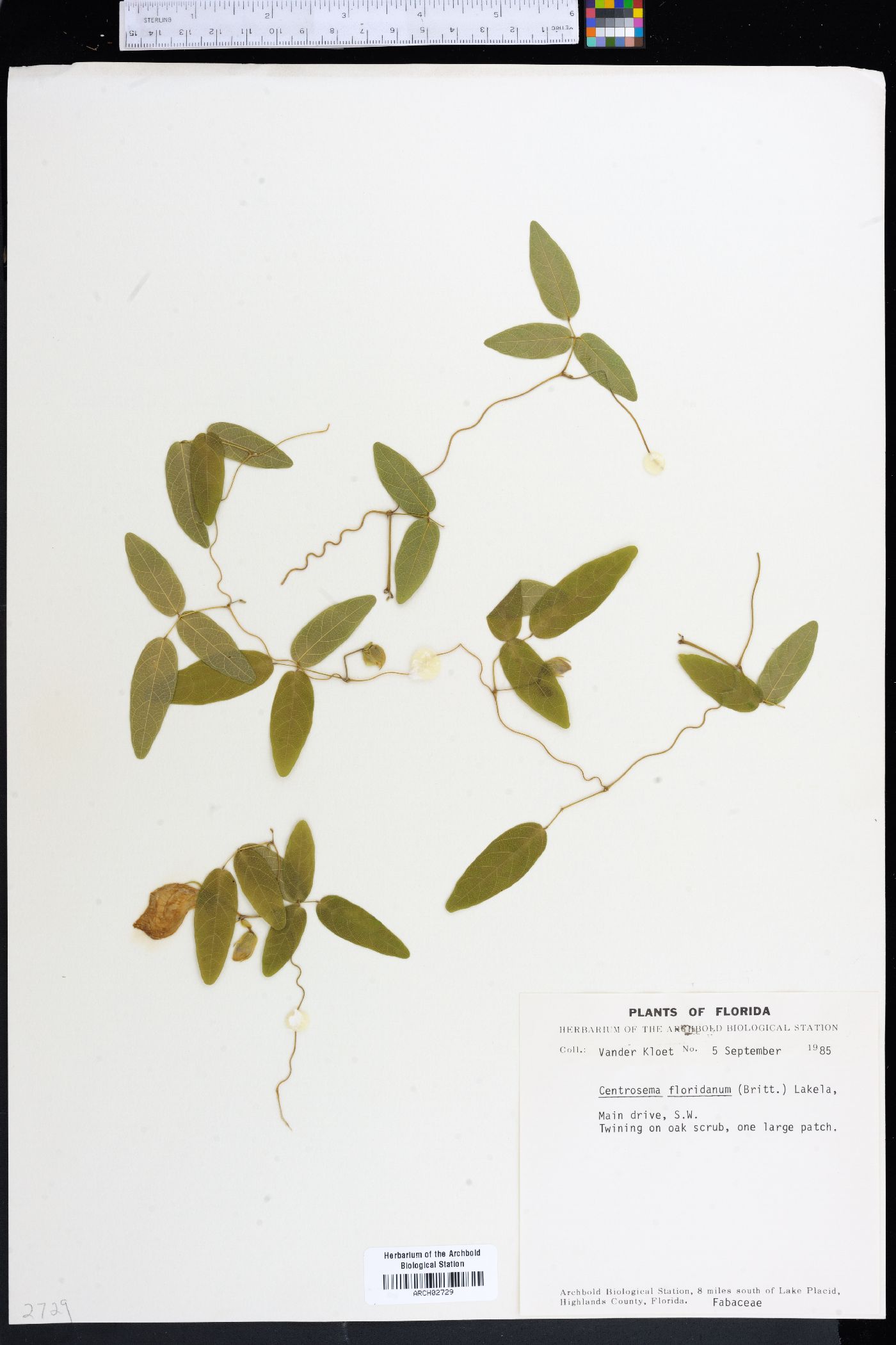 Centrosema floridanum image