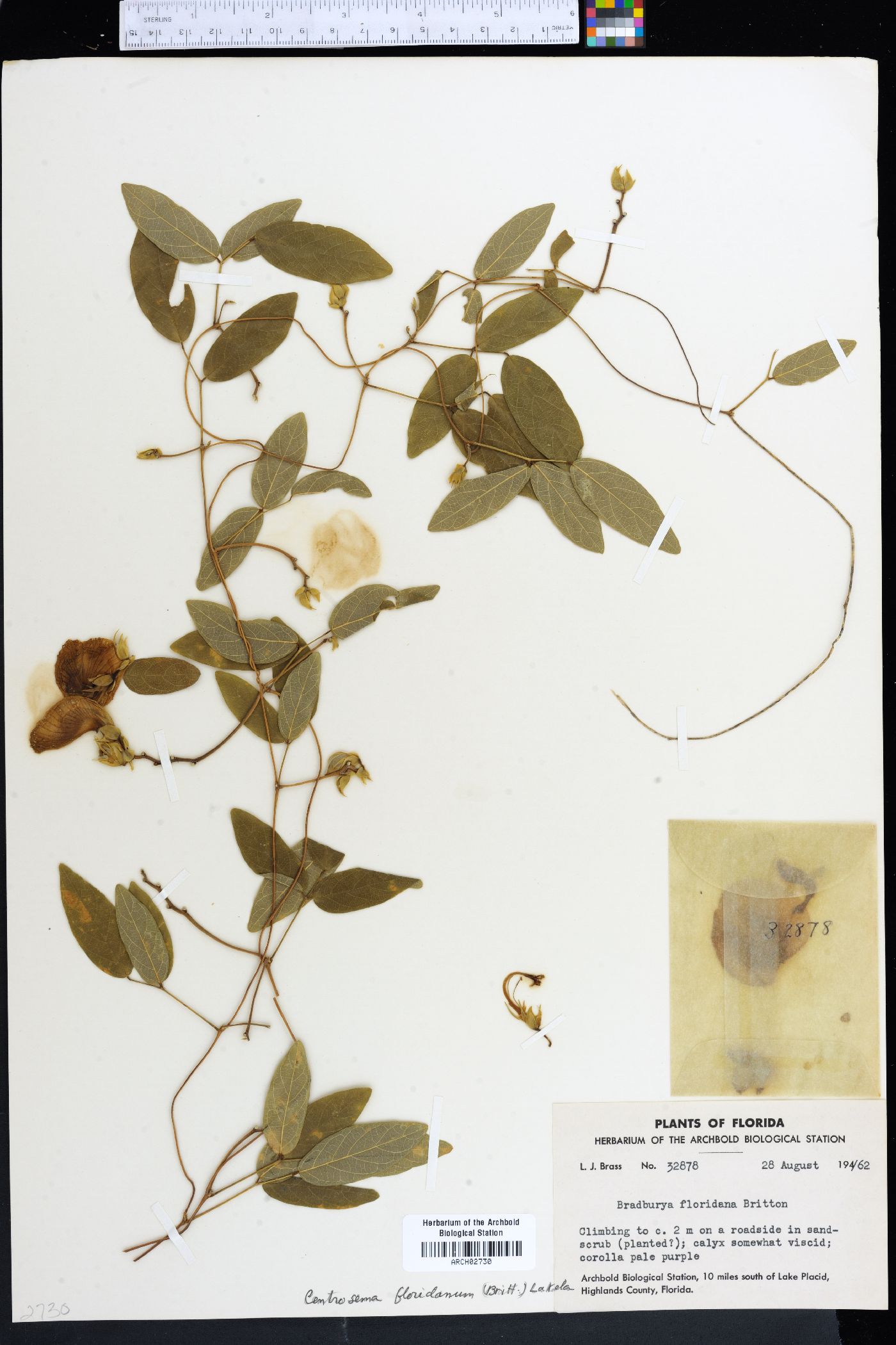 Centrosema floridanum image